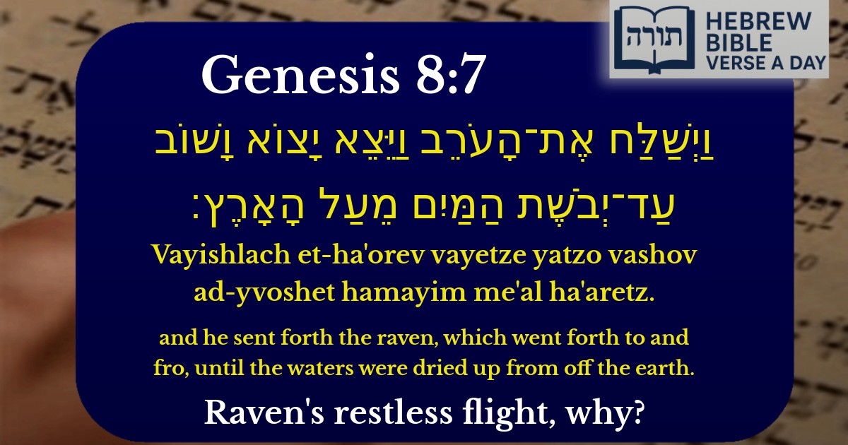 Genesis 8:7 - בראשית 8:7