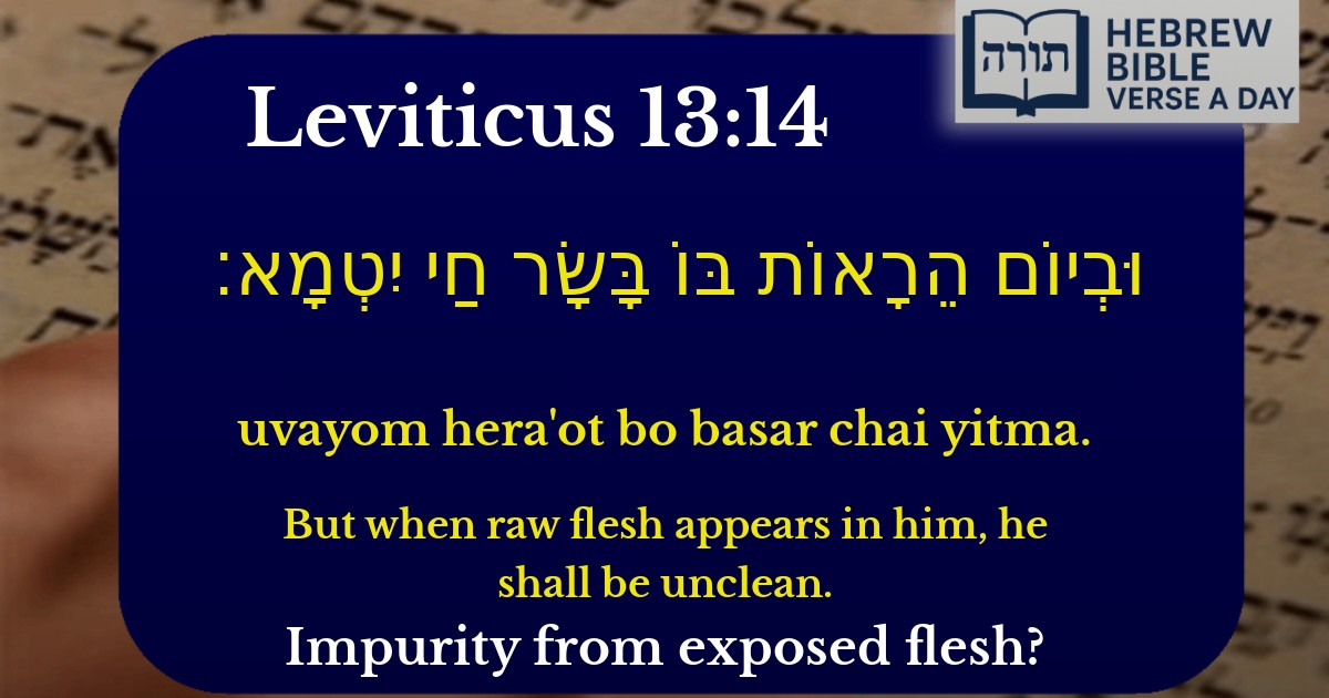 Leviticus 13:14 - ויקרא 13:14