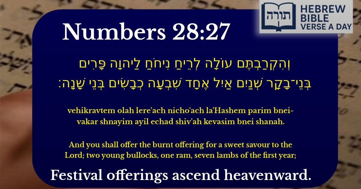 Numbers 28:27 - במדבר 28:27
